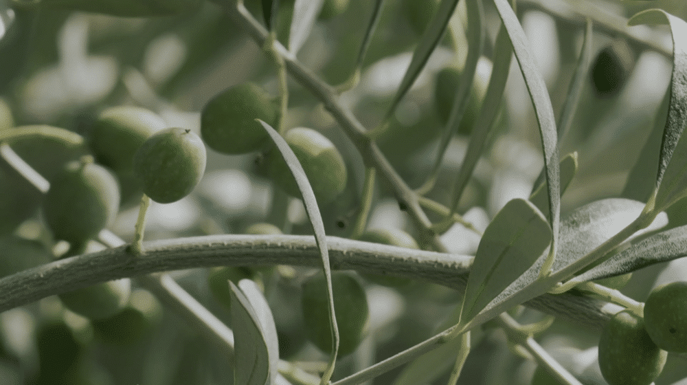 2023_01_16 Foto close up olives